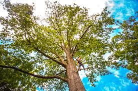 Best Hazardous Tree Removal  in Norwood, NJ