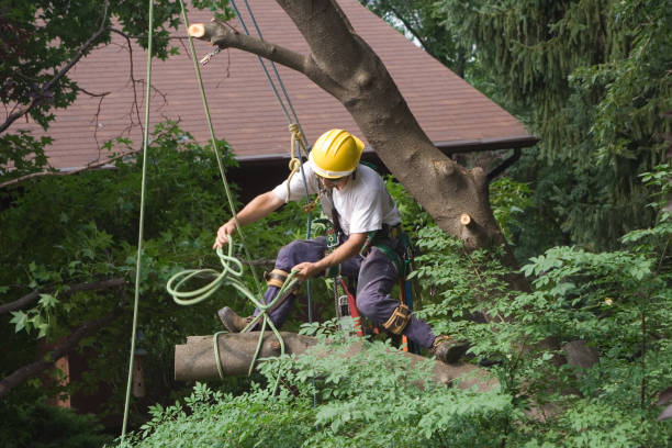  Norwood, NJ Tree Care Pros