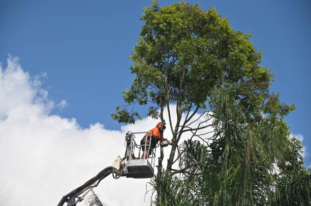 Best Lot and Land Clearing  in Norwood, NJ