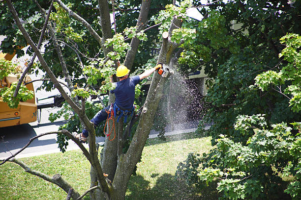 Best Tree Disease Treatment  in Norwood, NJ