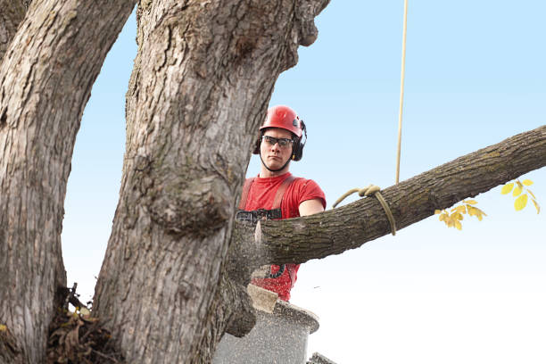 How Our Tree Care Process Works  in  Norwood, NJ